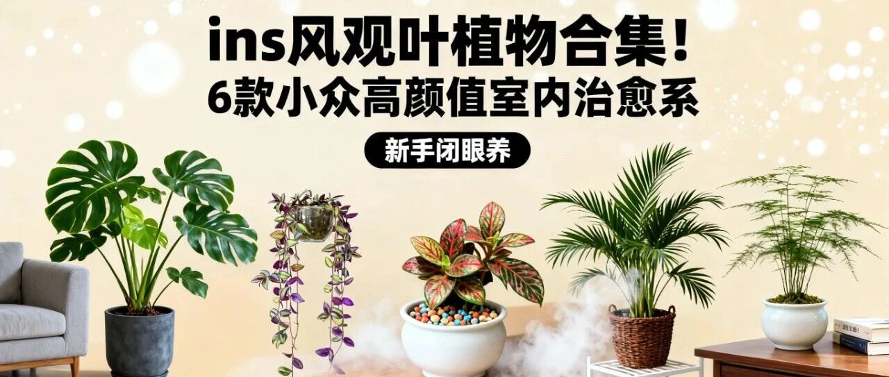 【ins 风观叶植物｜6 款小众吸睛款，新手也能养出高级感】