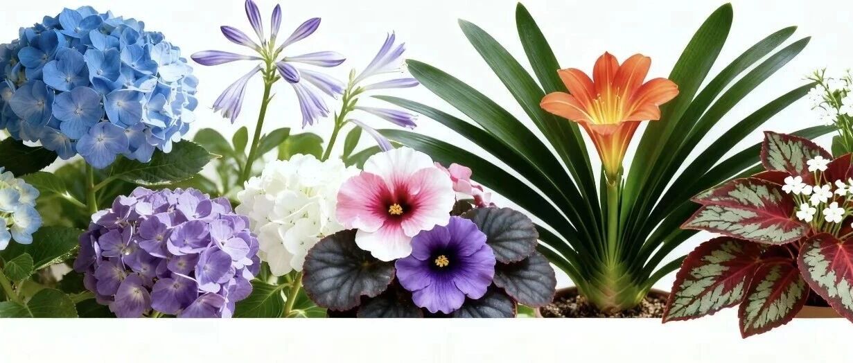 【缺光党狂喜！6 款「耐阴爆花王」，北向阳台 / 暗角也能全年有花看】