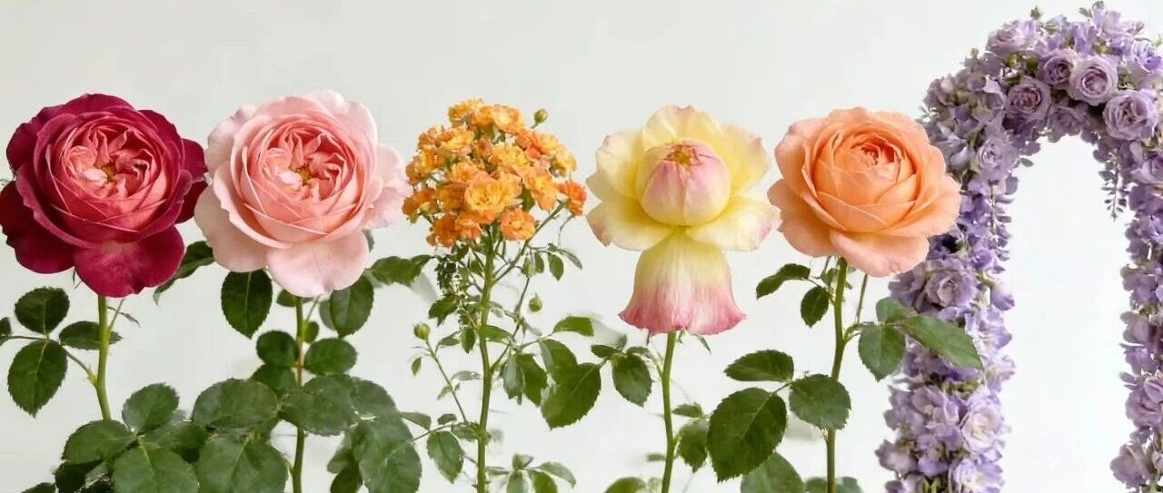 【月季系列 2.0｜新手闭眼入的「宝藏品种」，花开不断超省心！】