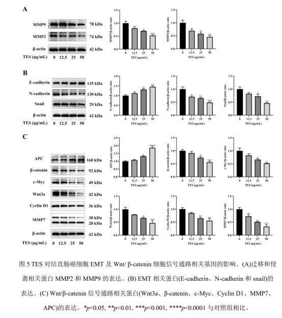 论文解读|桑黄可阻止结直肠癌侵袭转移(图5)