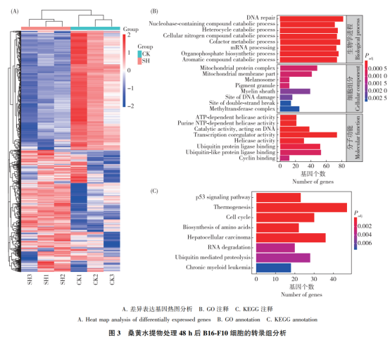 论文解读-桑黄水提物防治黑色素瘤的机制(图6)