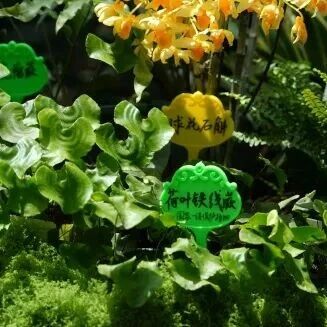 南山植物园荫生植物大赏