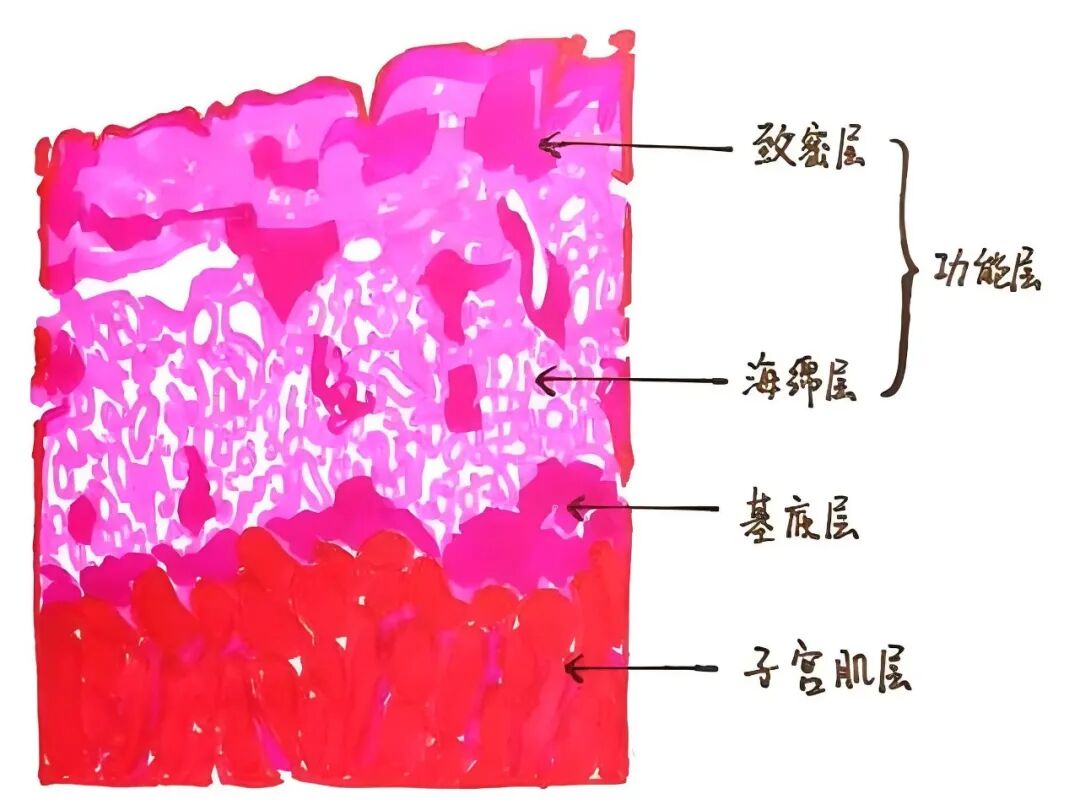 三线征：你的内膜准备好了吗？