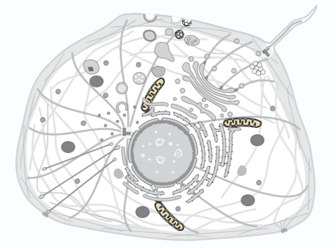 抗体产品星推荐第二十六期|Anti-UQCRC2 Polyclonal Antibody