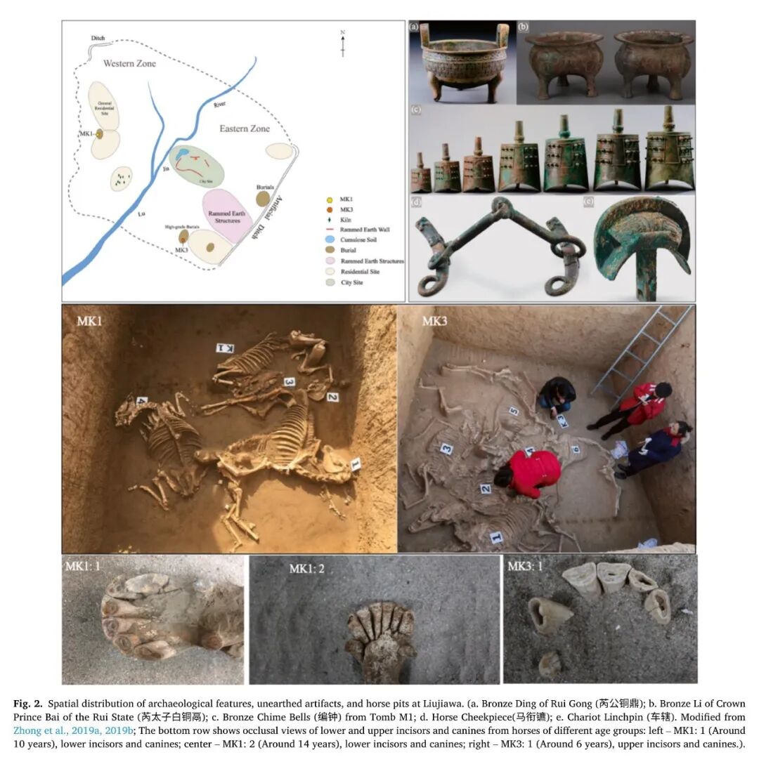 兩千年前的“畜牧檔案“：ICP-MS技術(shù)重現(xiàn)東周馬匹飼育智慧圖譜
