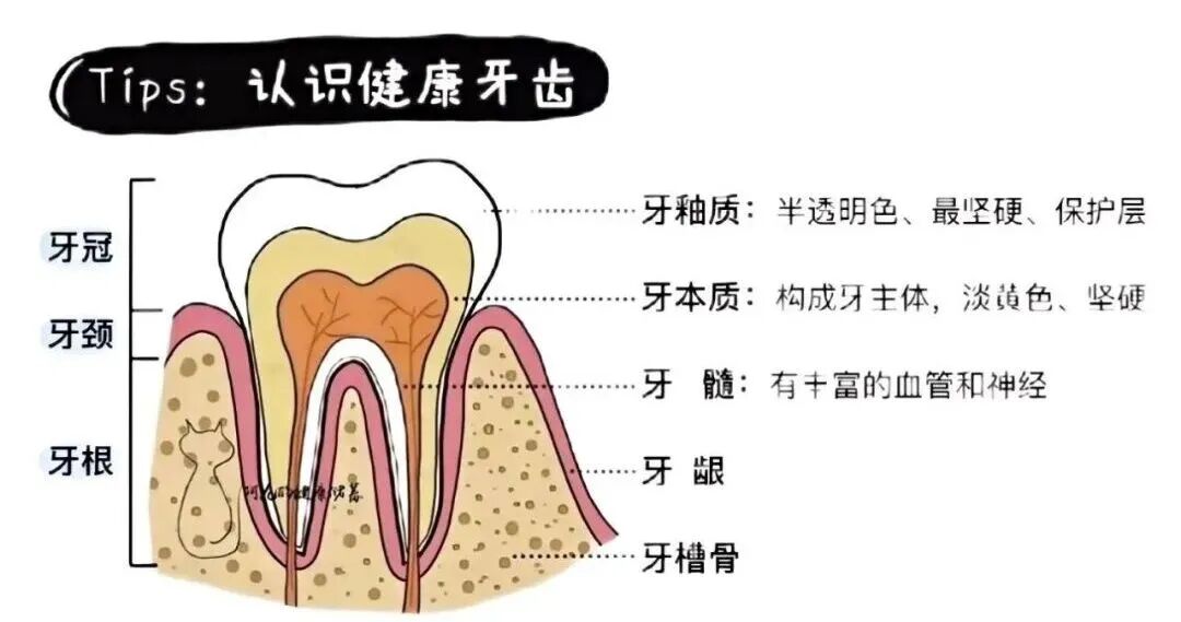 很多人每天都是在无效刷牙