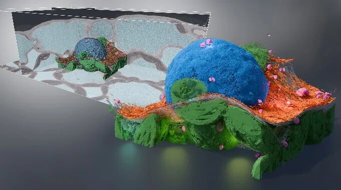 透視生命結(jié)構(gòu)之美，共探電子顯微新篇章