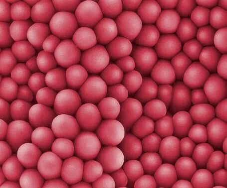 透視生命結(jié)構(gòu)之美，共探電子顯微新篇章