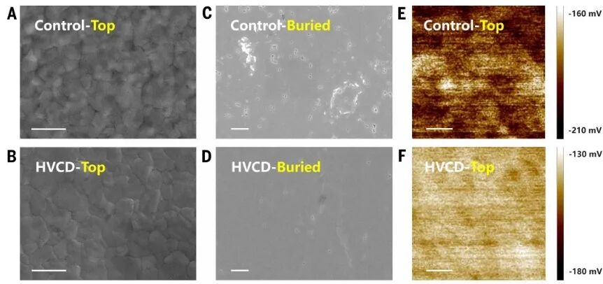 頂刊速遞22丨《Science》最新研究集錦，看我們的用戶如何引領電鏡科技