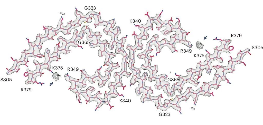 解碼tau蛋白：解開(kāi)阿爾茲海默癥的「蛋白密碼」