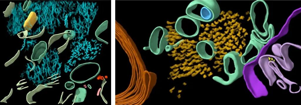解碼tau蛋白：解開(kāi)阿爾茲海默癥的「蛋白密碼」