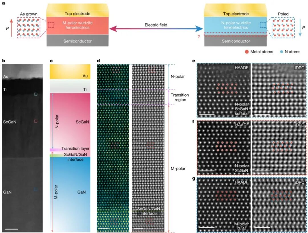 頂刊速遞 《Nature》最新研究集錦，看我們的用戶如何帶領(lǐng)電鏡科技