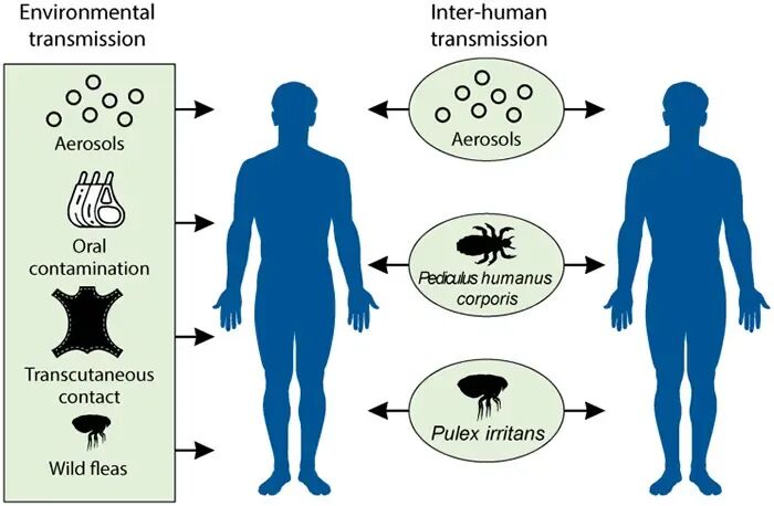 行业热点丨俄罗斯肺鼠疫引发关注：Yersinia pestis的传播与致病机制