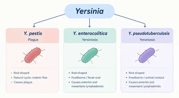 行业热点丨俄罗斯肺鼠疫引发关注：Yersinia pestis的传播与致病机制