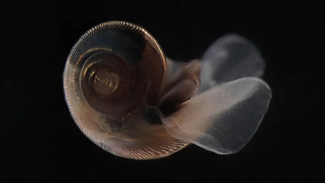 EVIDENT伴隨威爾?史密斯，探秘北極浮游生物微觀視界