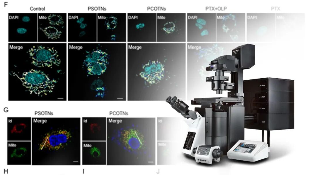 科技前沿丨GSH/ROS雙響應(yīng)自組裝多組分前藥用于耐藥性非小細(xì)胞肺癌的治療