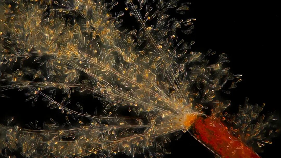 EVIDENT伴隨威爾?史密斯，探秘北極浮游生物微觀視界