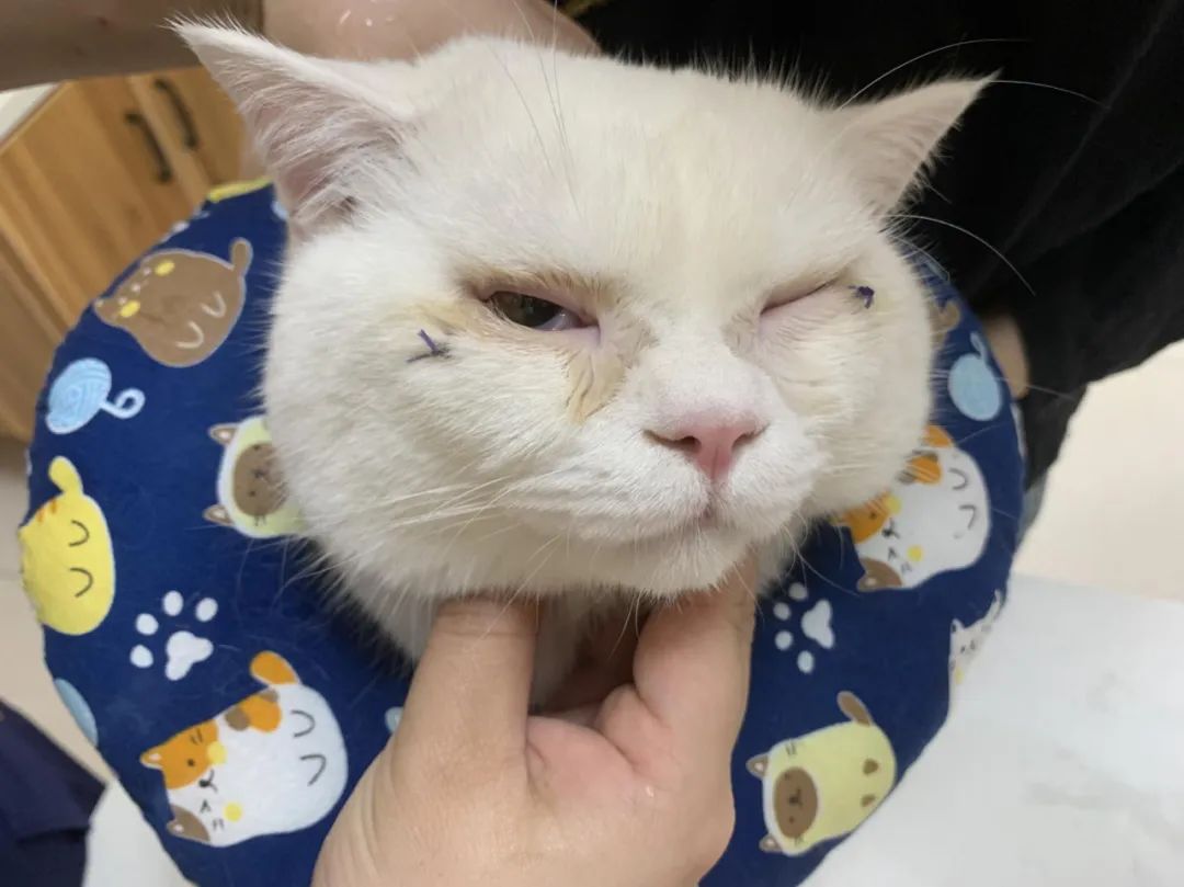 猫眼睑内翻手术多少钱