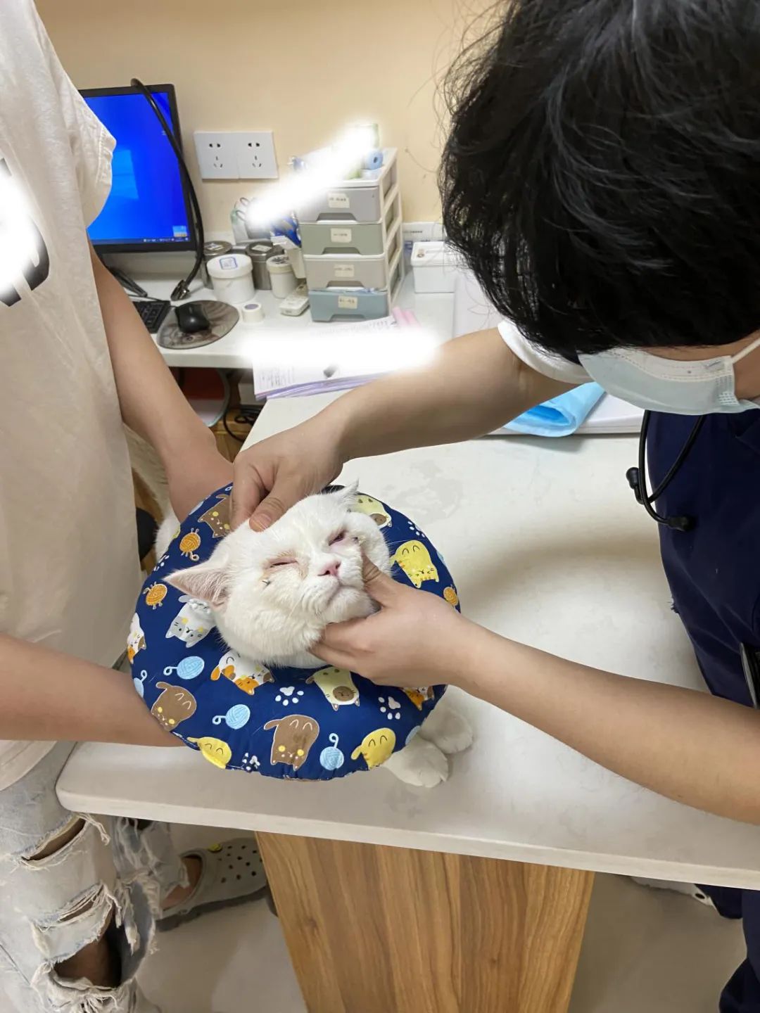 猫眼睑内翻手术多少钱