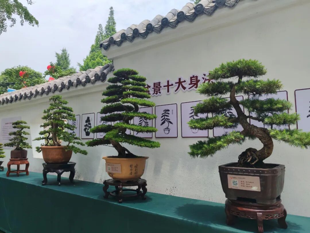 "李白诗意川派盆景艺术交流展"在江油隆重开幕(图5)