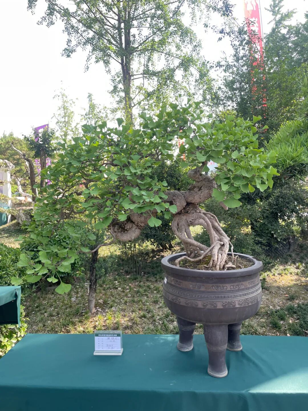 "李白诗意川派盆景艺术交流展"在江油隆重开幕(图13)