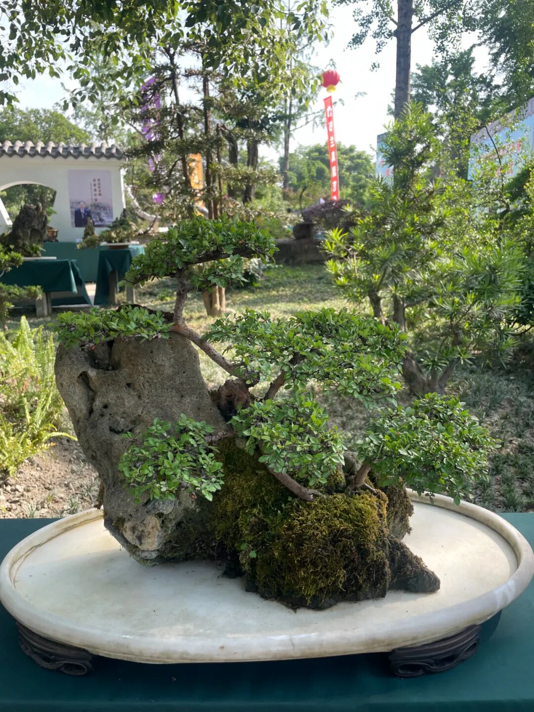 "李白诗意川派盆景艺术交流展"在江油隆重开幕(图9)