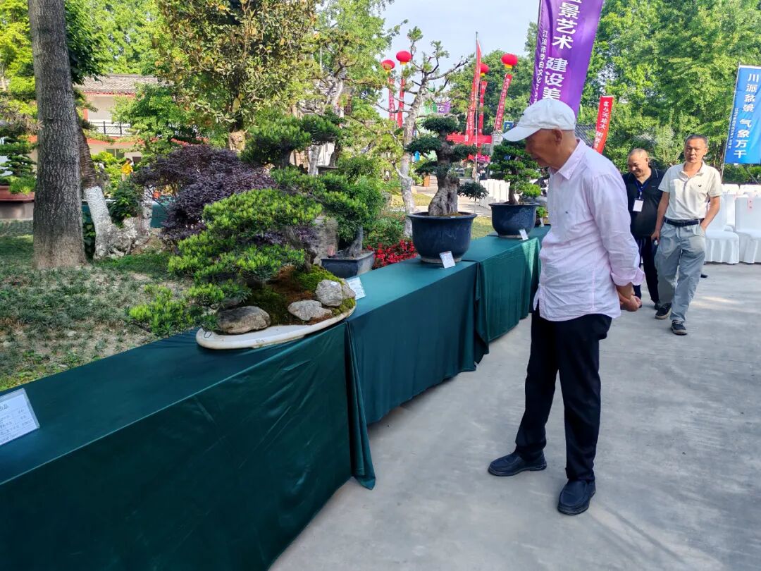 "李白诗意川派盆景艺术交流展"在江油隆重开幕(图22)