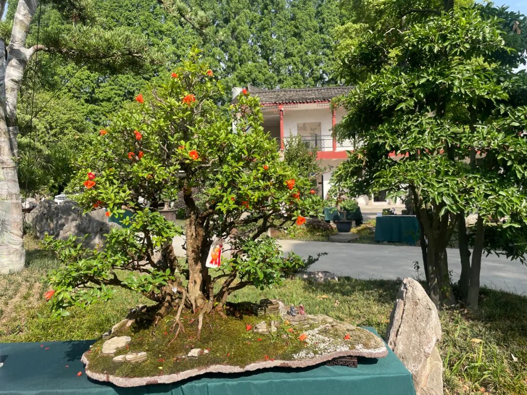 "李白诗意川派盆景艺术交流展"在江油隆重开幕(图17)