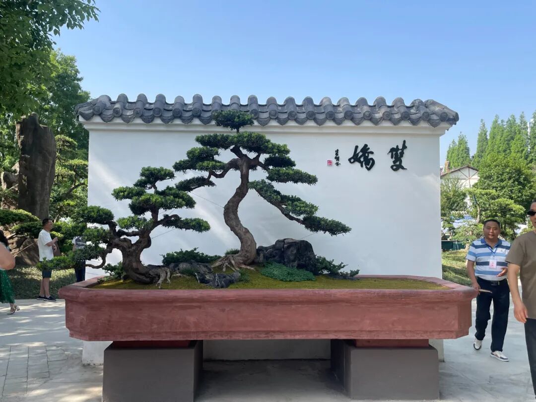 "李白诗意川派盆景艺术交流展"在江油隆重开幕(图18)