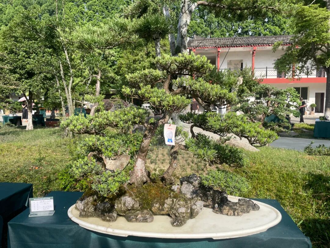 "李白诗意川派盆景艺术交流展"在江油隆重开幕(图16)