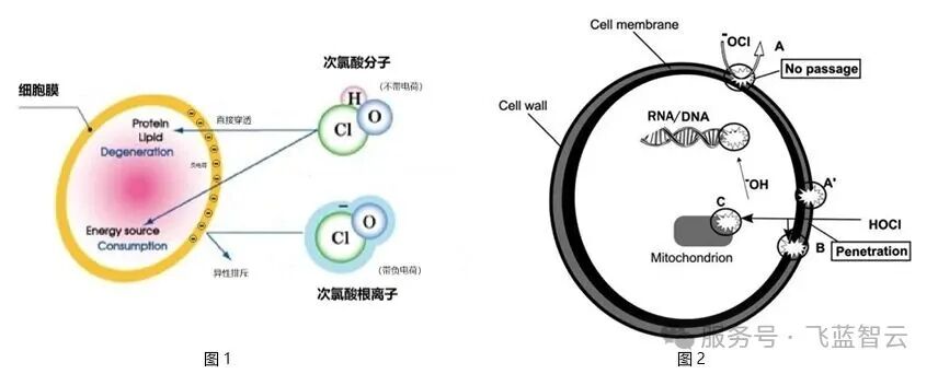 為什么次氯酸殺菌比其他消毒劑安全，而微酸性次氯酸殺菌比其它類型的次氯酸更安全？