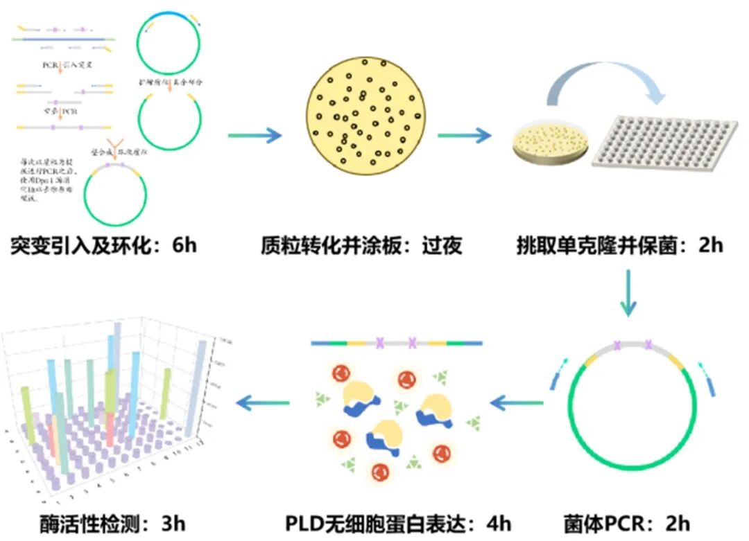 珀羅汀推出高通量、自動化抗體、酶表達和篩選服務