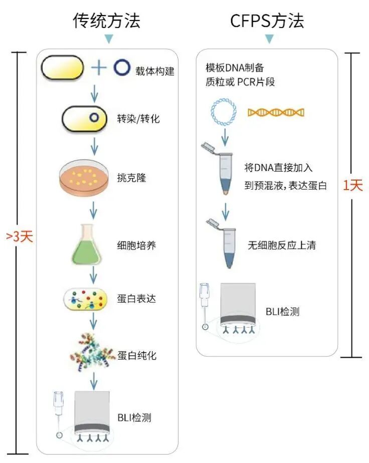 無細胞蛋白表達后零處理進行BLI(Biolayer Interferometry)