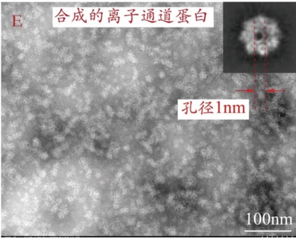 高難度八聚體錐形孔跨膜蛋白MspA在珀羅汀無細胞平臺成功表達