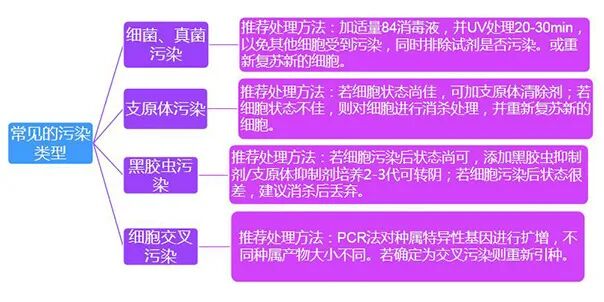 一文解析細(xì)胞培養(yǎng)技術(shù)一站式打包方案！
