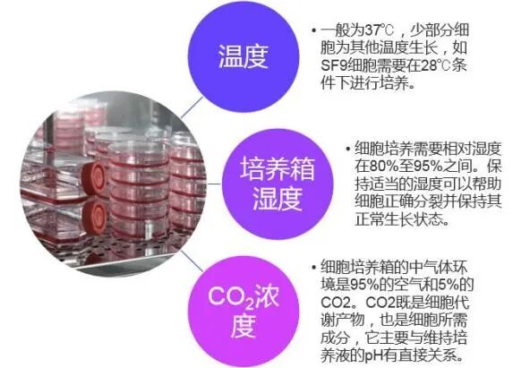 一文解析細(xì)胞培養(yǎng)技術(shù)一站式打包方案！