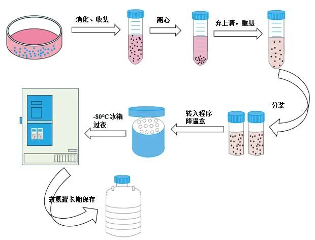 一文解析細(xì)胞培養(yǎng)技術(shù)一站式打包方案！