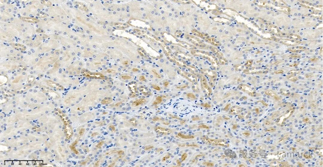 AR0050_2  Mouse kidney tissue.jpg