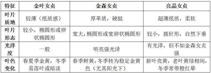 女贞棒棒糖是什么植物
