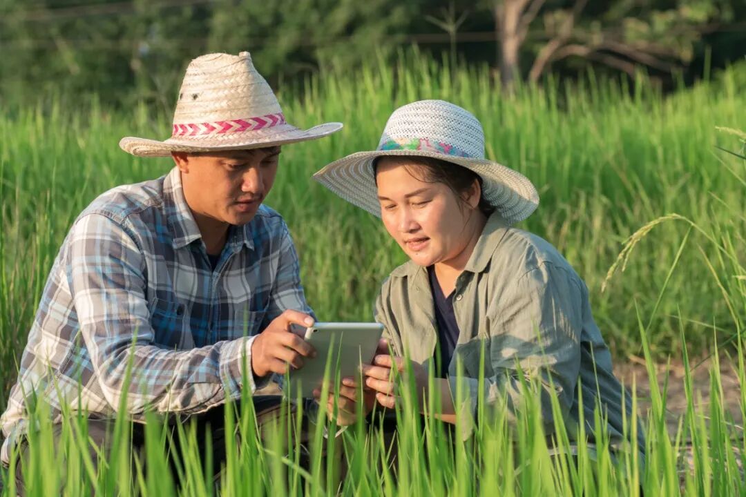 花瓣素材_亚洲年轻聪明的农民夫妇使用数字平板电脑监测和管理稻田有机农场。现代科技、智能农业和可持续发展理念。_126962776.jpg