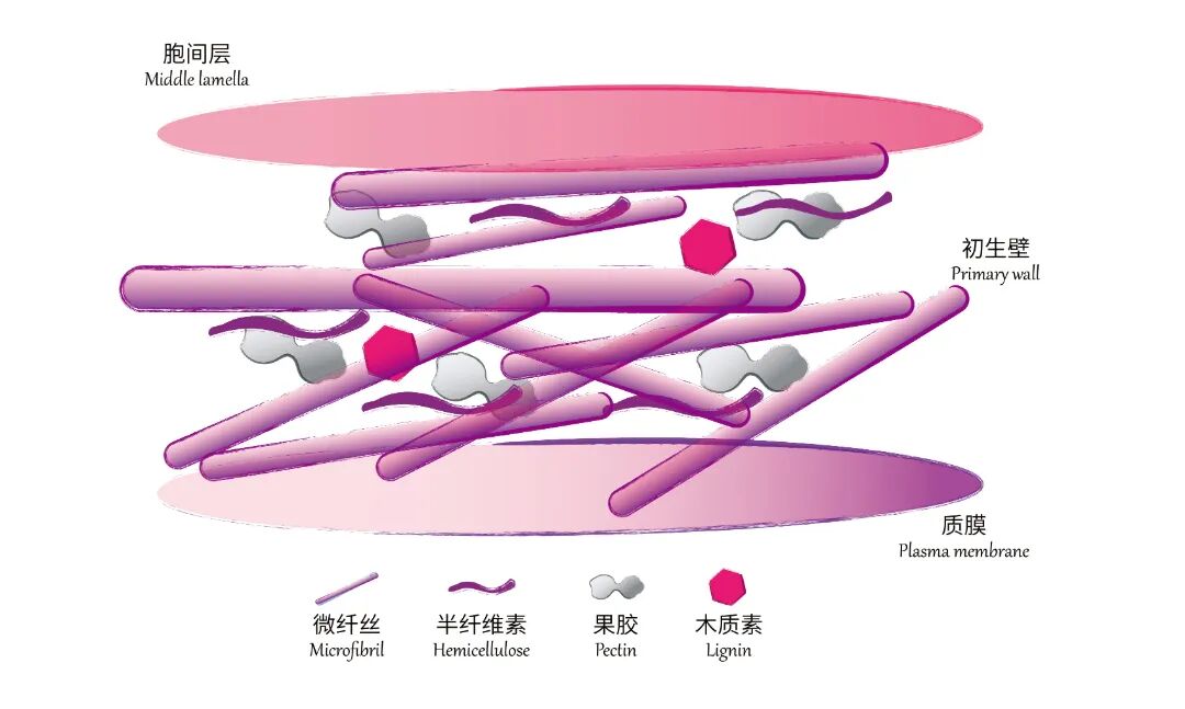 1植物专题 骑马钉 尺寸255mmx180mm 7.9 未转曲-07.jpg