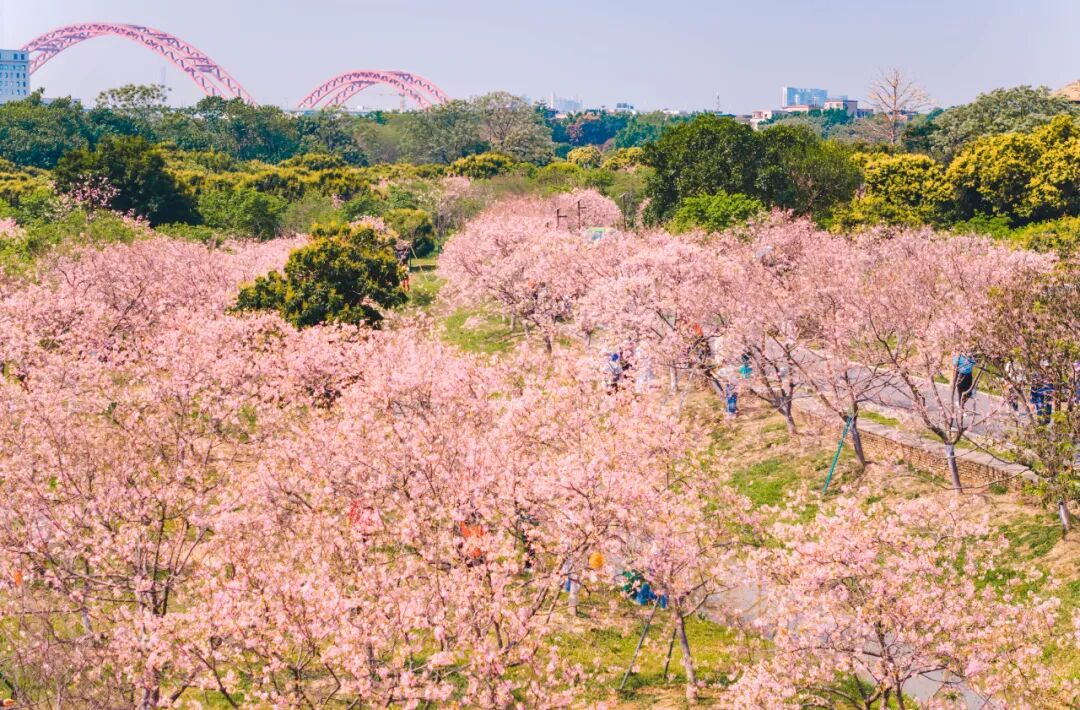 往年3月樱花盛开实拍