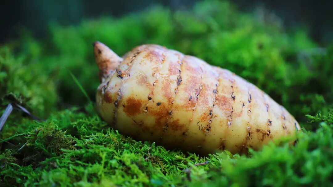 640?wx_fmt=jpeg&from=appmsg