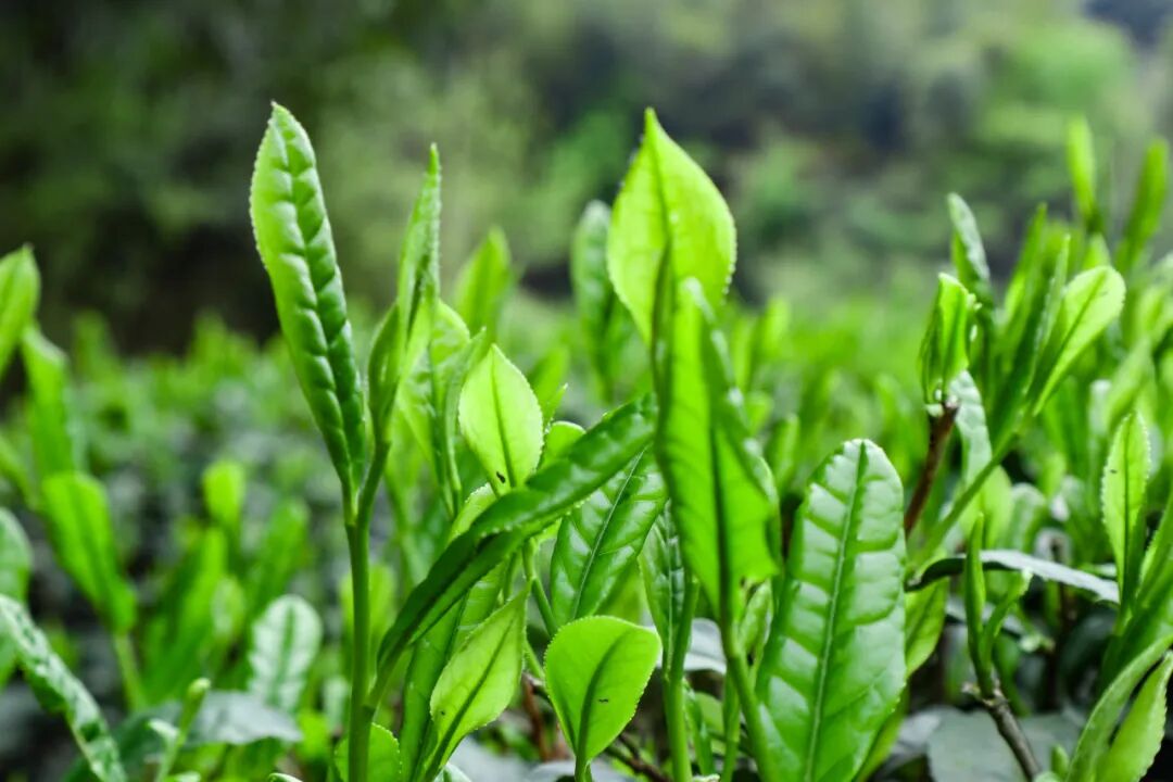 640?wx_fmt=jpeg&from=appmsg