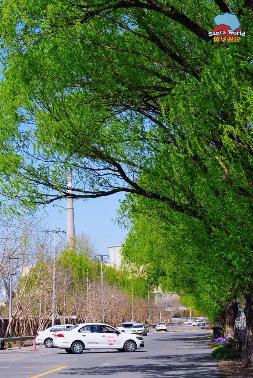 盛华驾校春日4