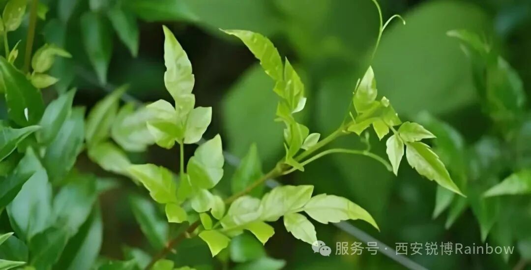 显齿蛇葡萄叶提取物