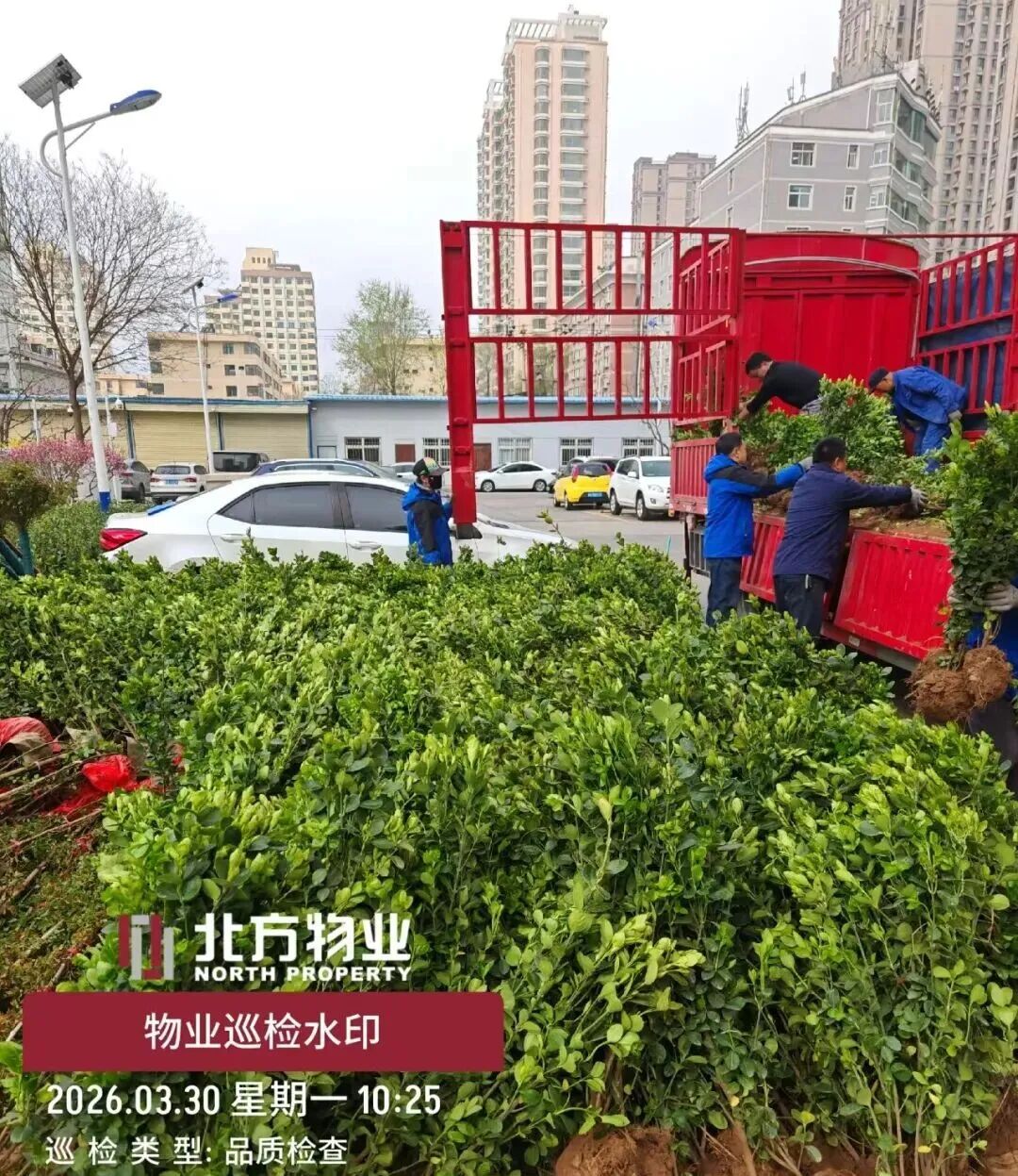 中心花园补种中图片 (4).jpg