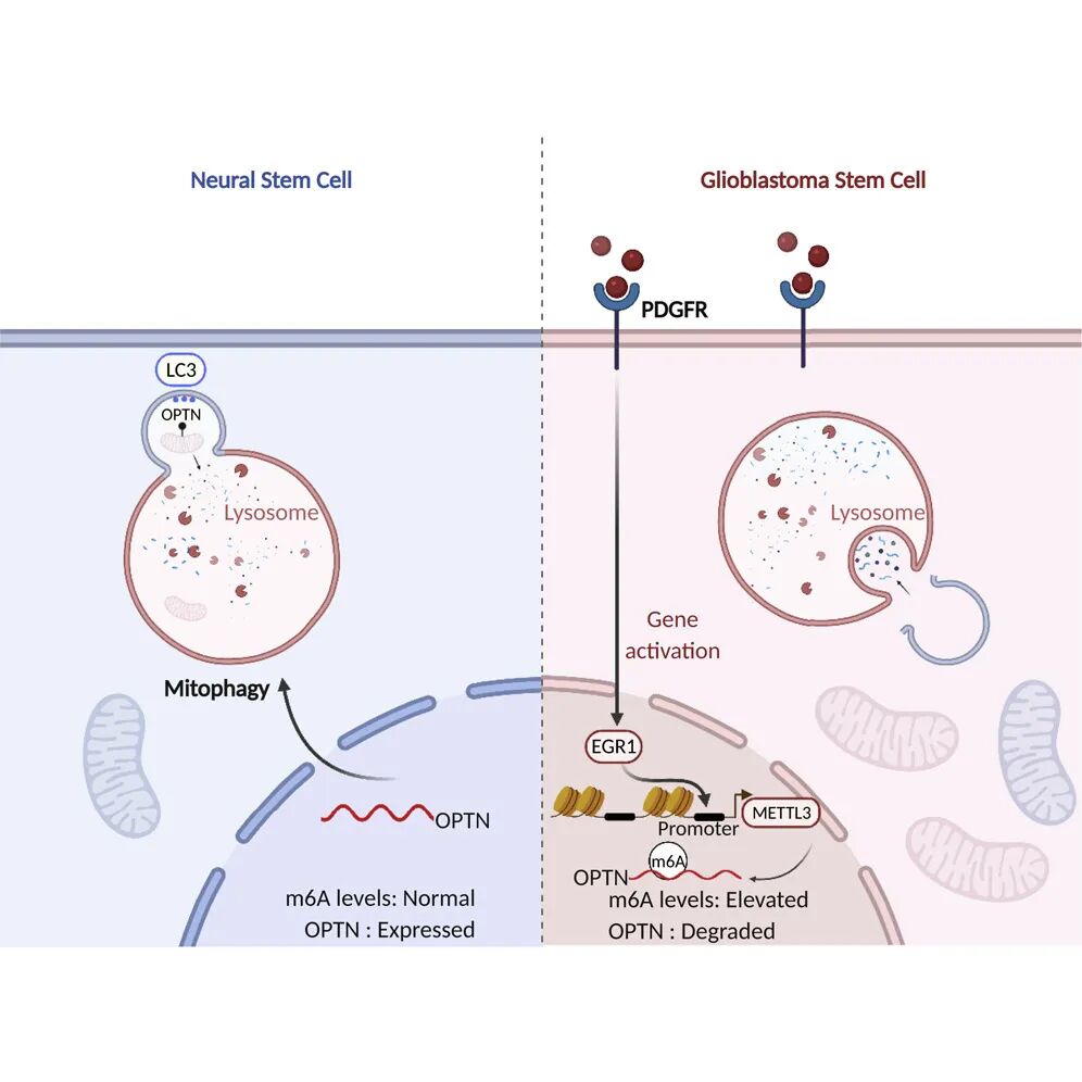  神经干细胞（NSC）的激活与分化过程受多种信号分子的调控
