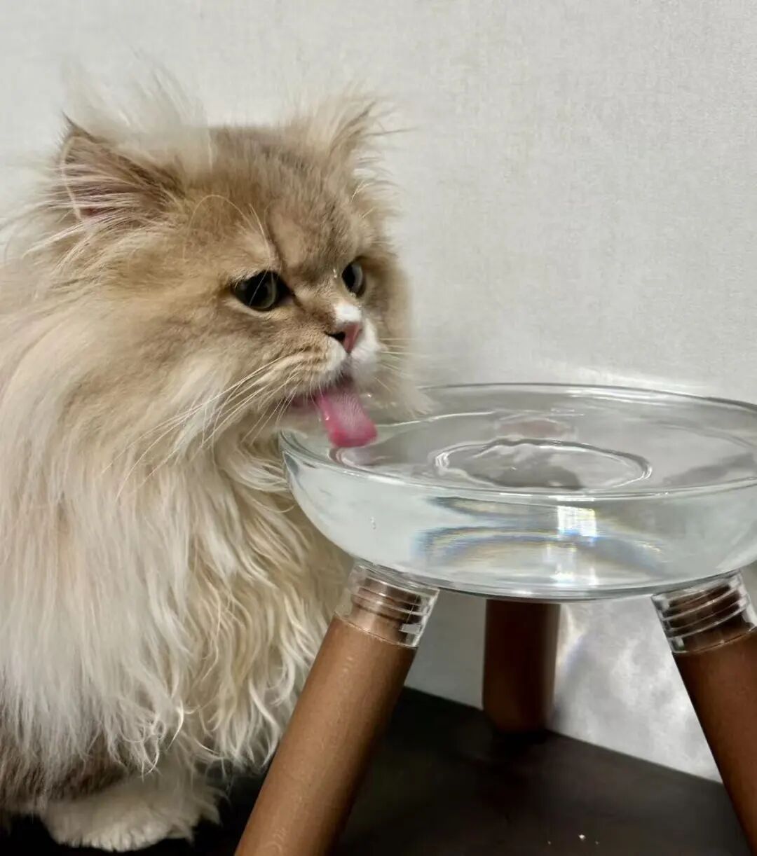 国庆留守在家的毛孩子