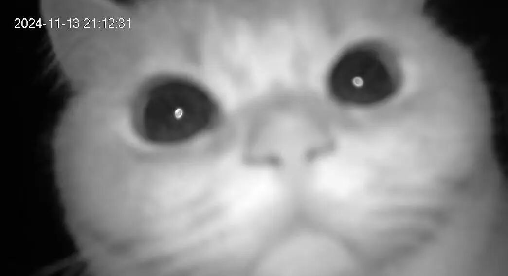 国庆留守在家的毛孩子